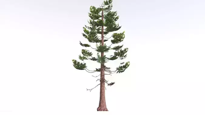 EVERYPlant Walchia LowPoly 1 --16 Models-- Low-poly 3D model