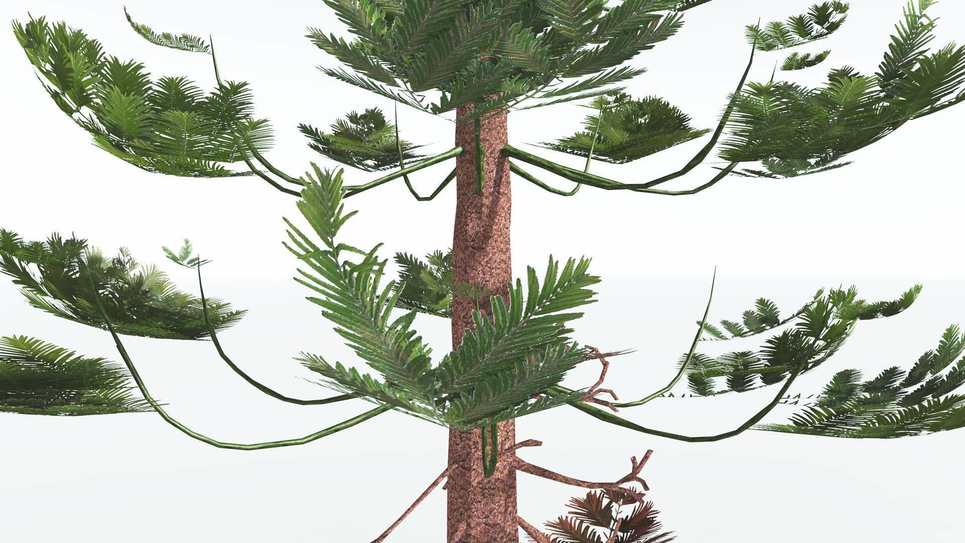 EVERYPlant Walchia LowPoly 1 --16 Models-- Low-poly 3D model_27