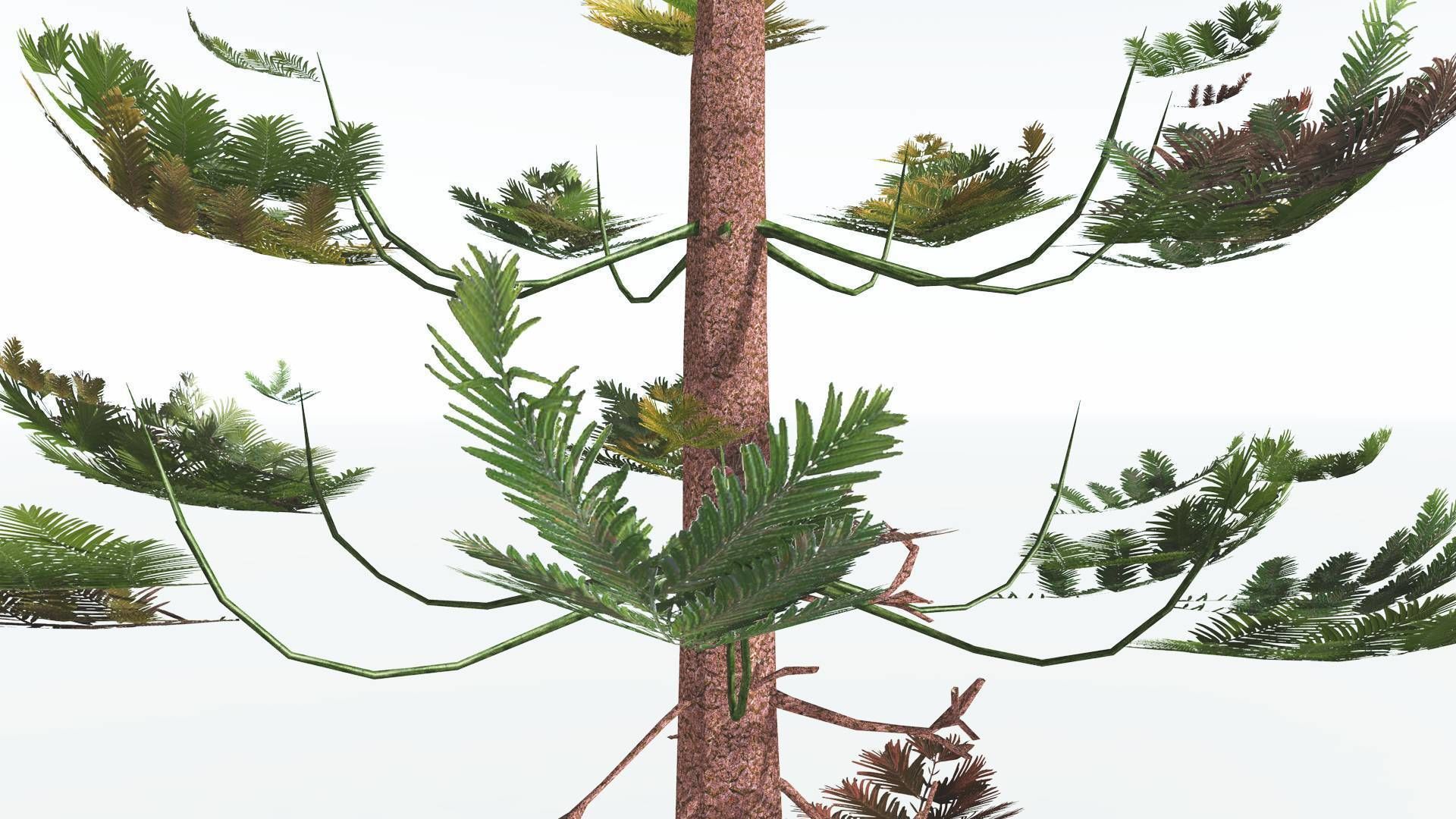EVERYPlant Walchia LowPoly 1 --16 Models-- Low-poly 3D model_7