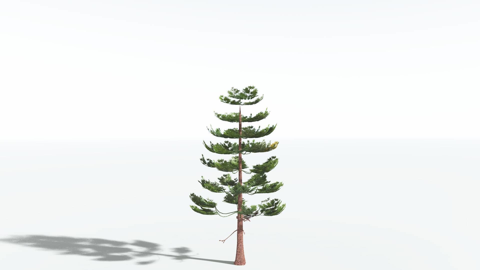 EVERYPlant Walchia LowPoly 1 --16 Models-- Low-poly 3D model_18