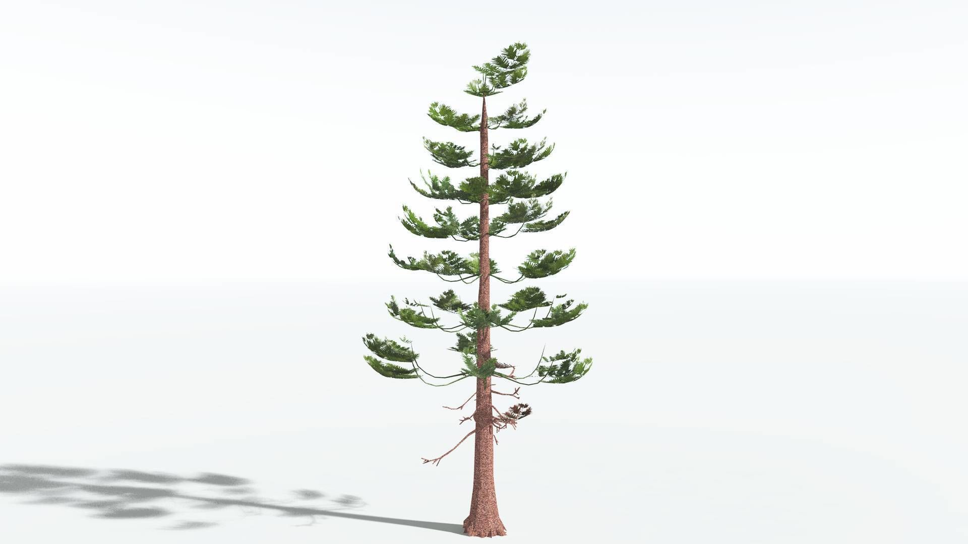 EVERYPlant Walchia LowPoly 1 --16 Models-- Low-poly 3D model_4