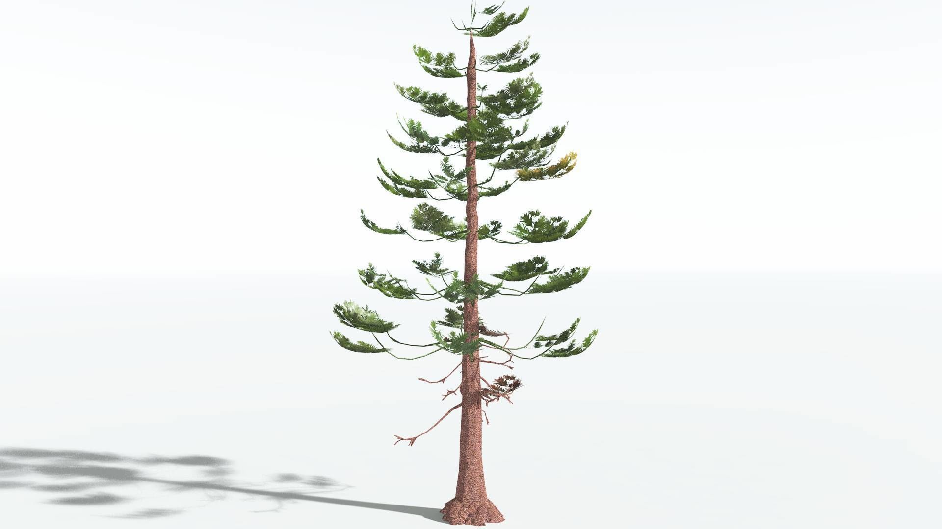 EVERYPlant Walchia LowPoly 1 --16 Models-- Low-poly 3D model_16