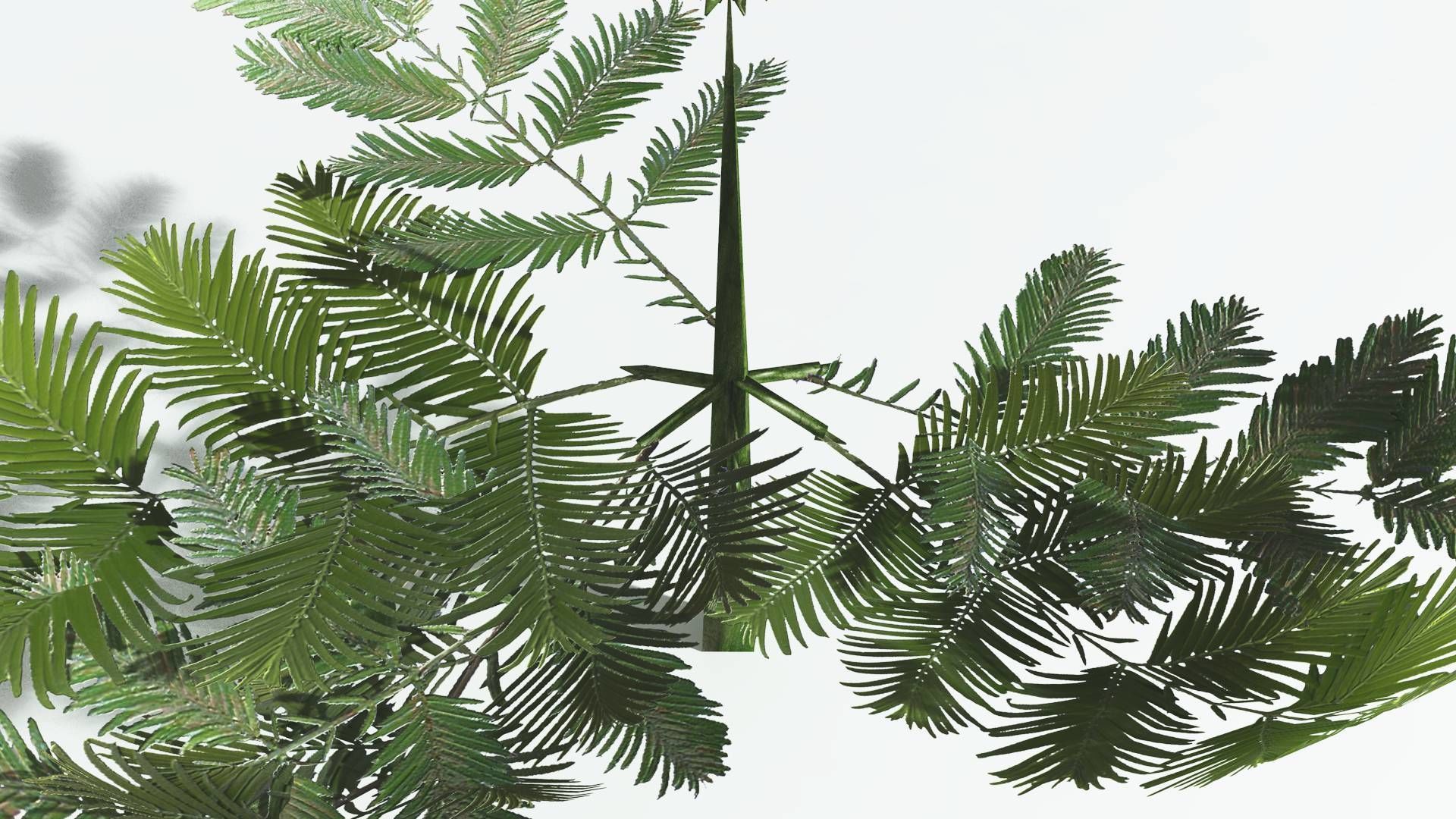 EVERYPlant Walchia LowPoly 1 --16 Models-- Low-poly 3D model_23