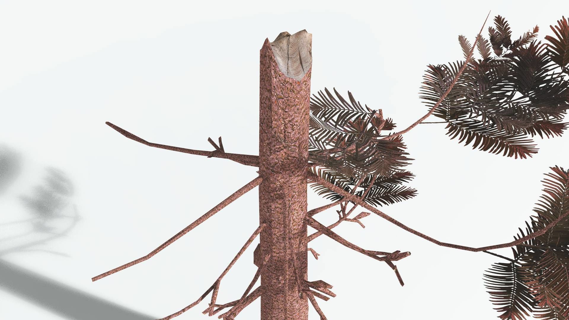 EVERYPlant Walchia LowPoly 1 --16 Models-- Low-poly 3D model_13
