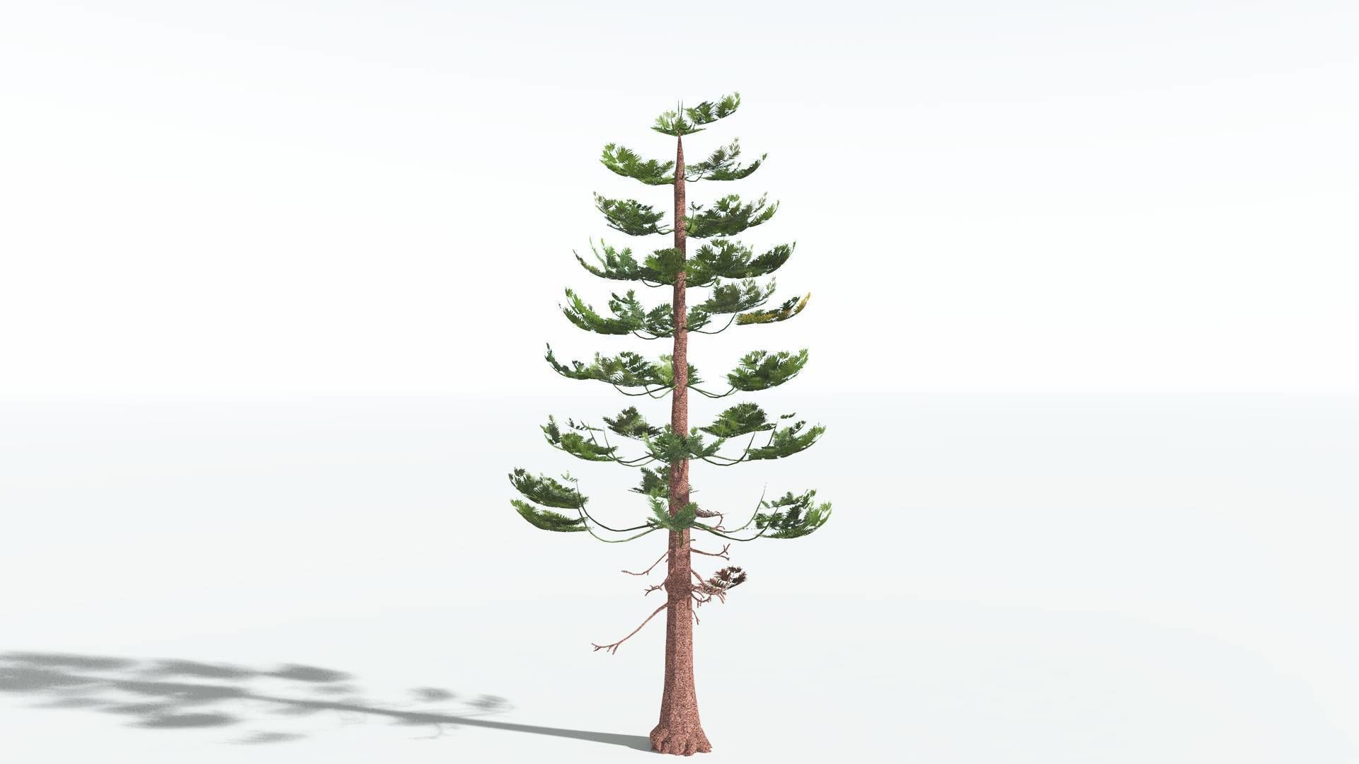 EVERYPlant Walchia LowPoly 1 --16 Models-- Low-poly 3D model_26