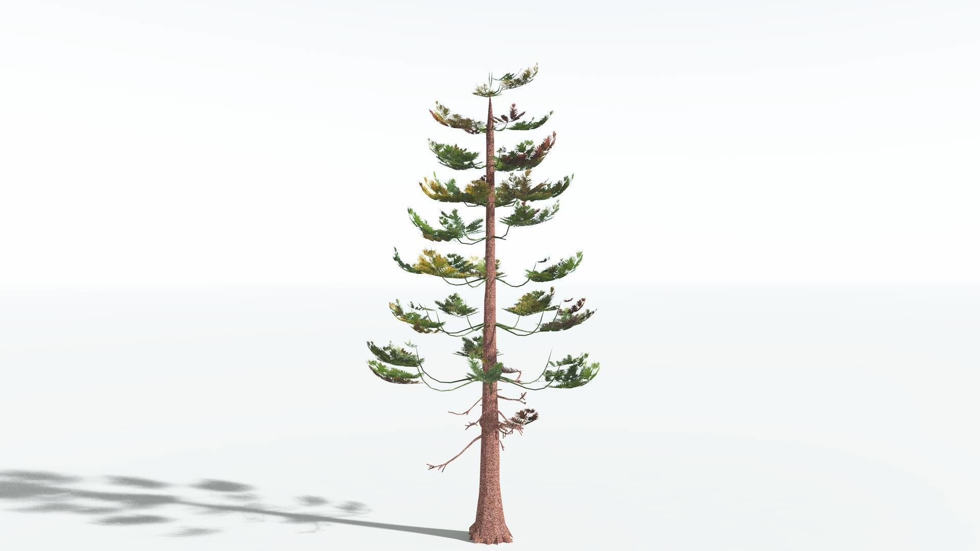 EVERYPlant Walchia LowPoly 1 --16 Models-- Low-poly 3D model_6