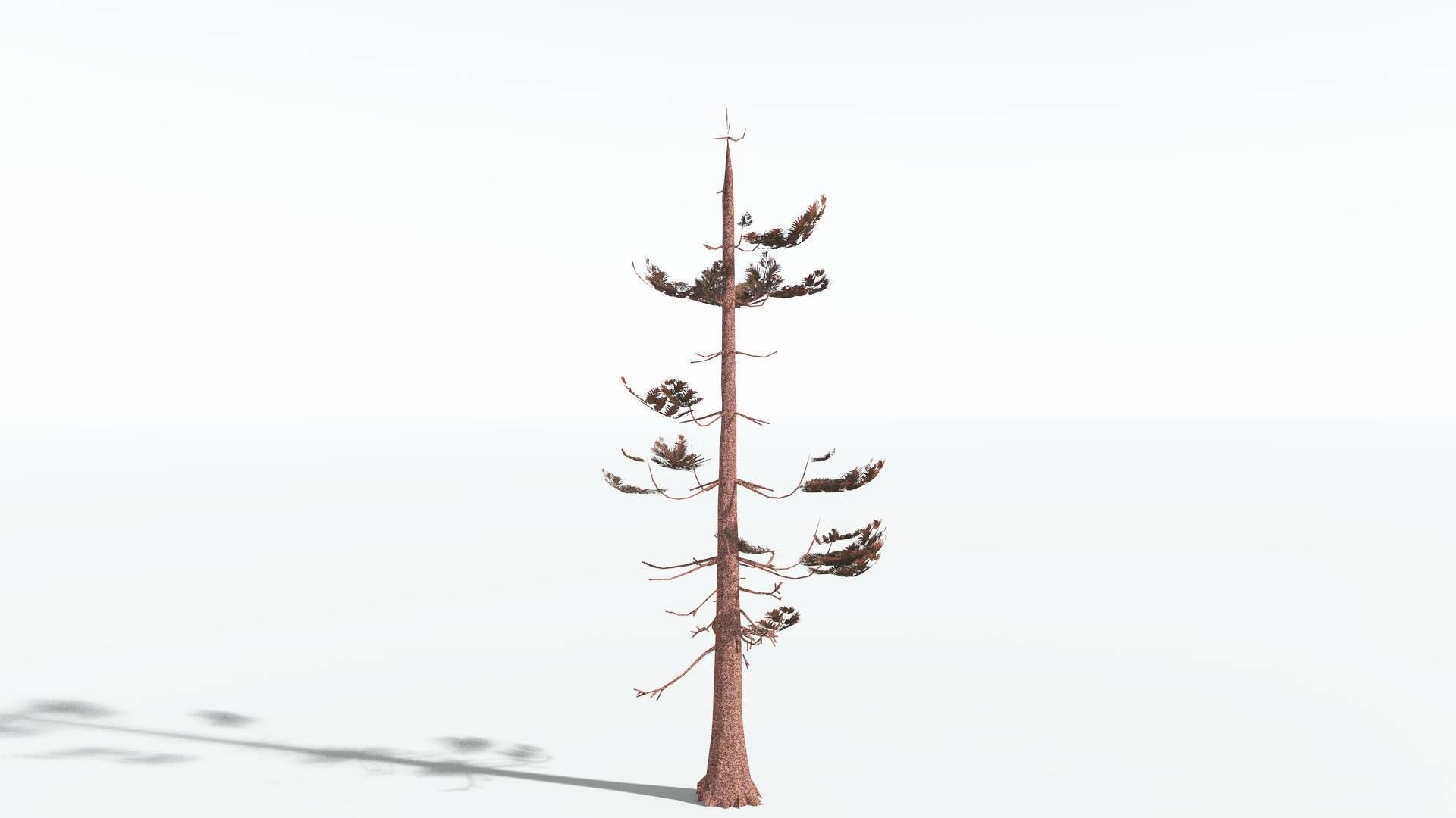 EVERYPlant Walchia LowPoly 1 --16 Models-- Low-poly 3D model_10