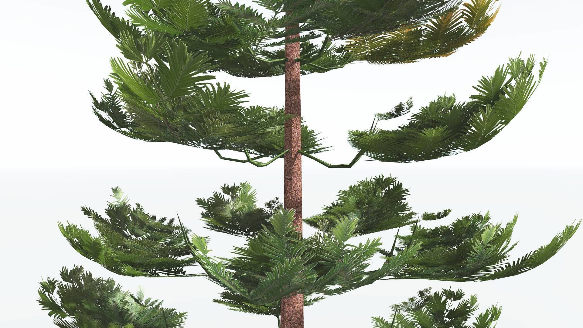 EVERYPlant Walchia LowPoly 1 --16 Models-- Low-poly 3D model_19