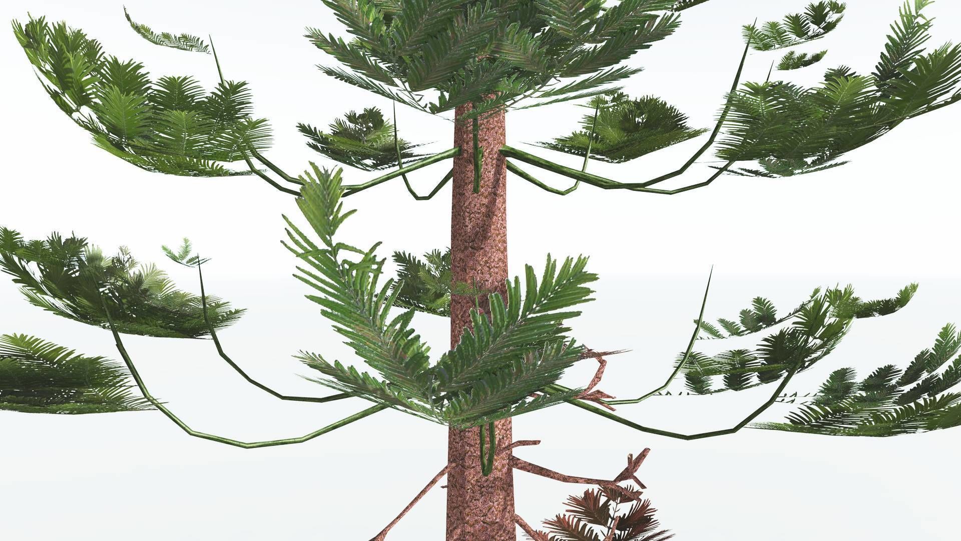 EVERYPlant Walchia LowPoly 1 --16 Models-- Low-poly 3D model_3