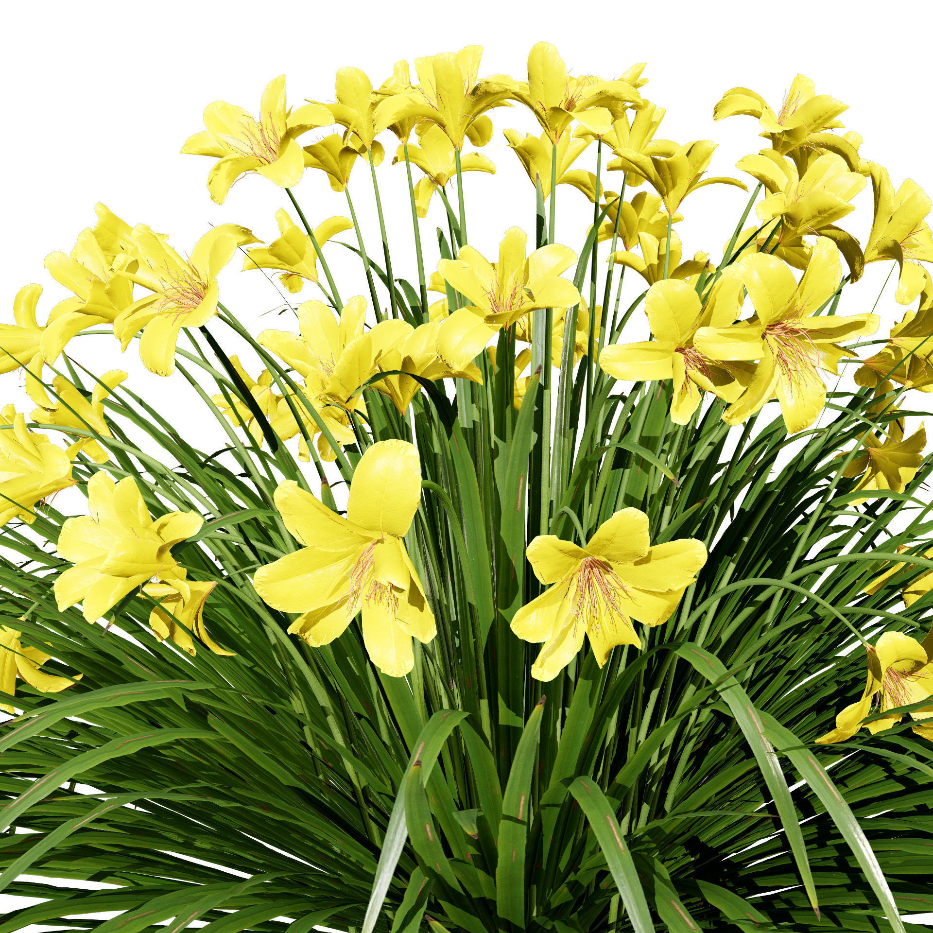 Happy Returns Daylily Color mix flowers with free 3d tutorial Low-poly 3D model_4