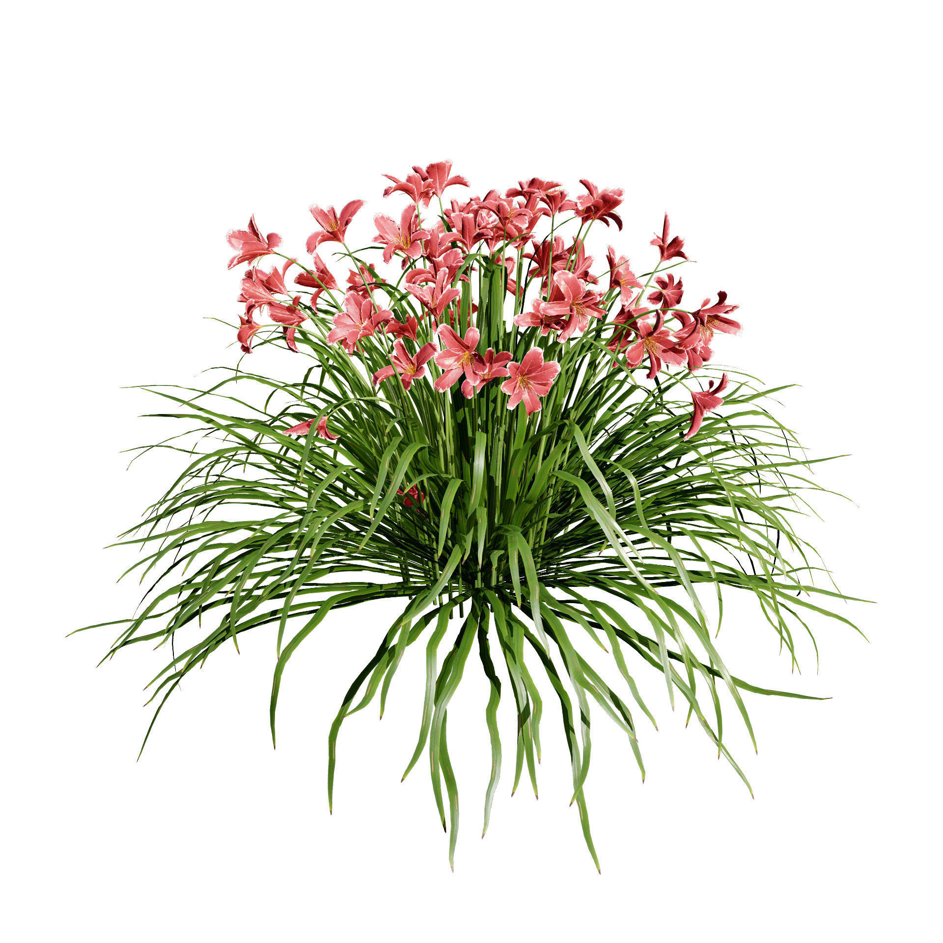 Happy Returns Daylily Color mix flowers with free 3d tutorial Low-poly 3D model_7