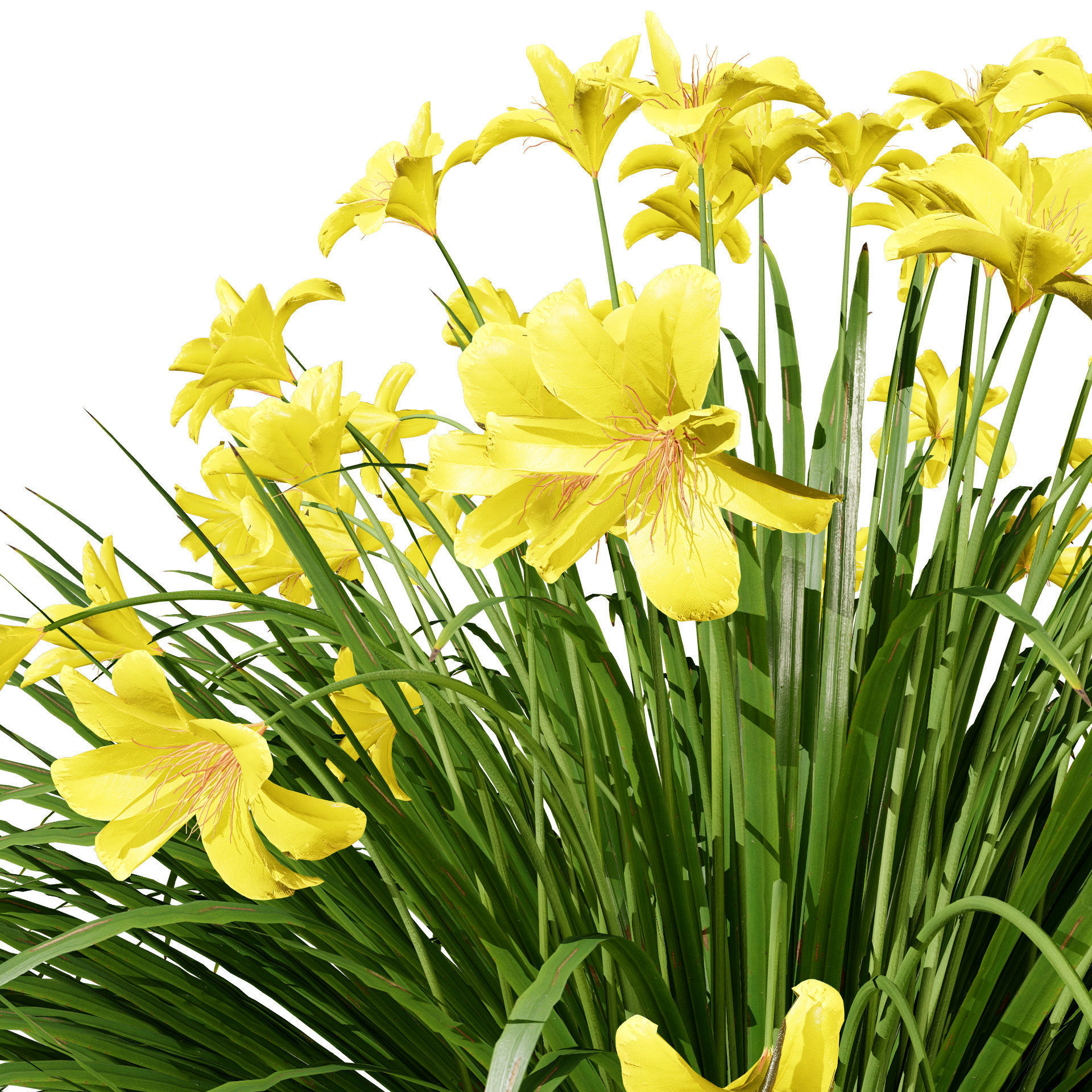 Happy Returns Daylily Color mix flowers with free 3d tutorial Low-poly 3D model_10