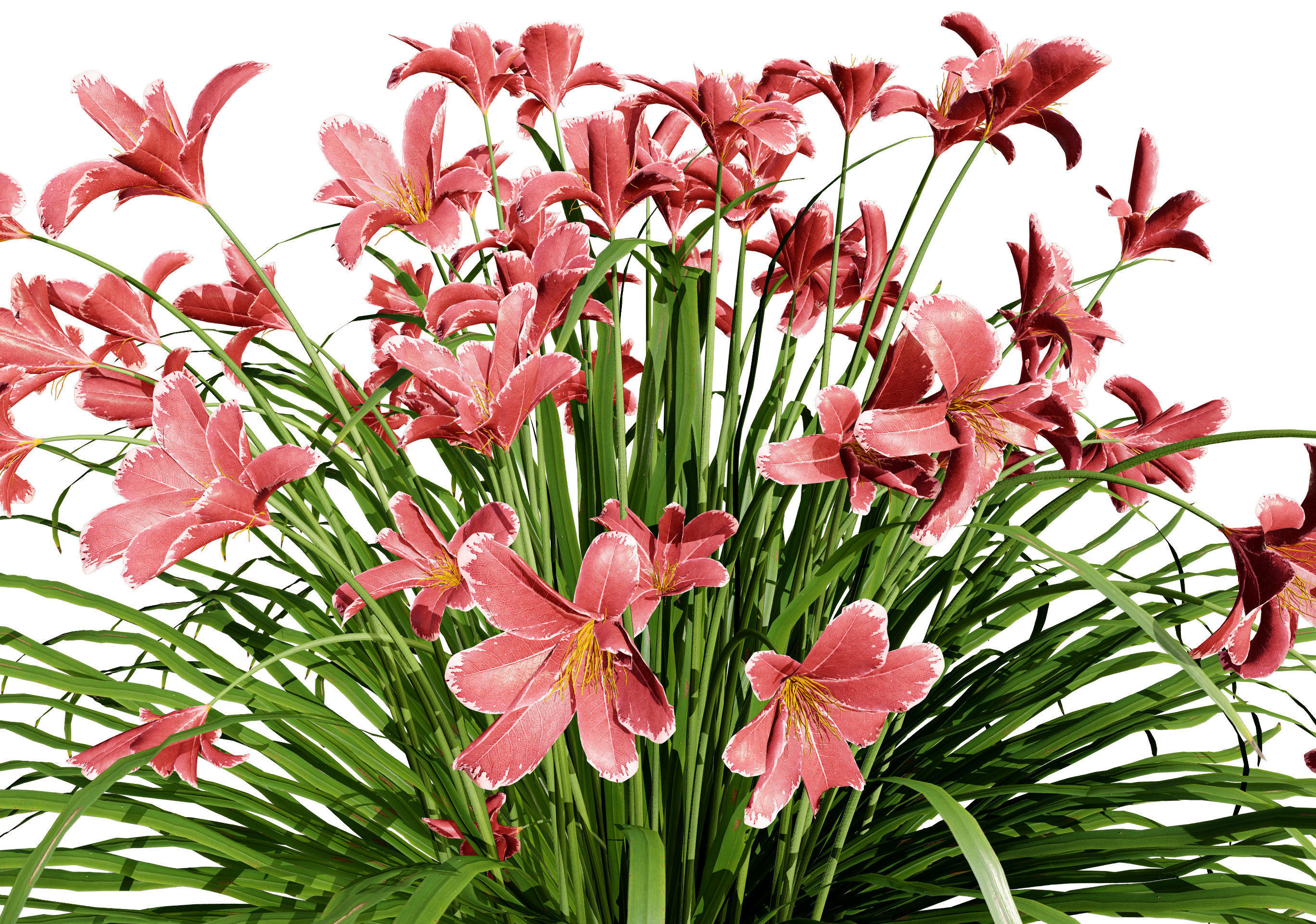 Happy Returns Daylily Color mix flowers with free 3d tutorial Low-poly 3D model_8