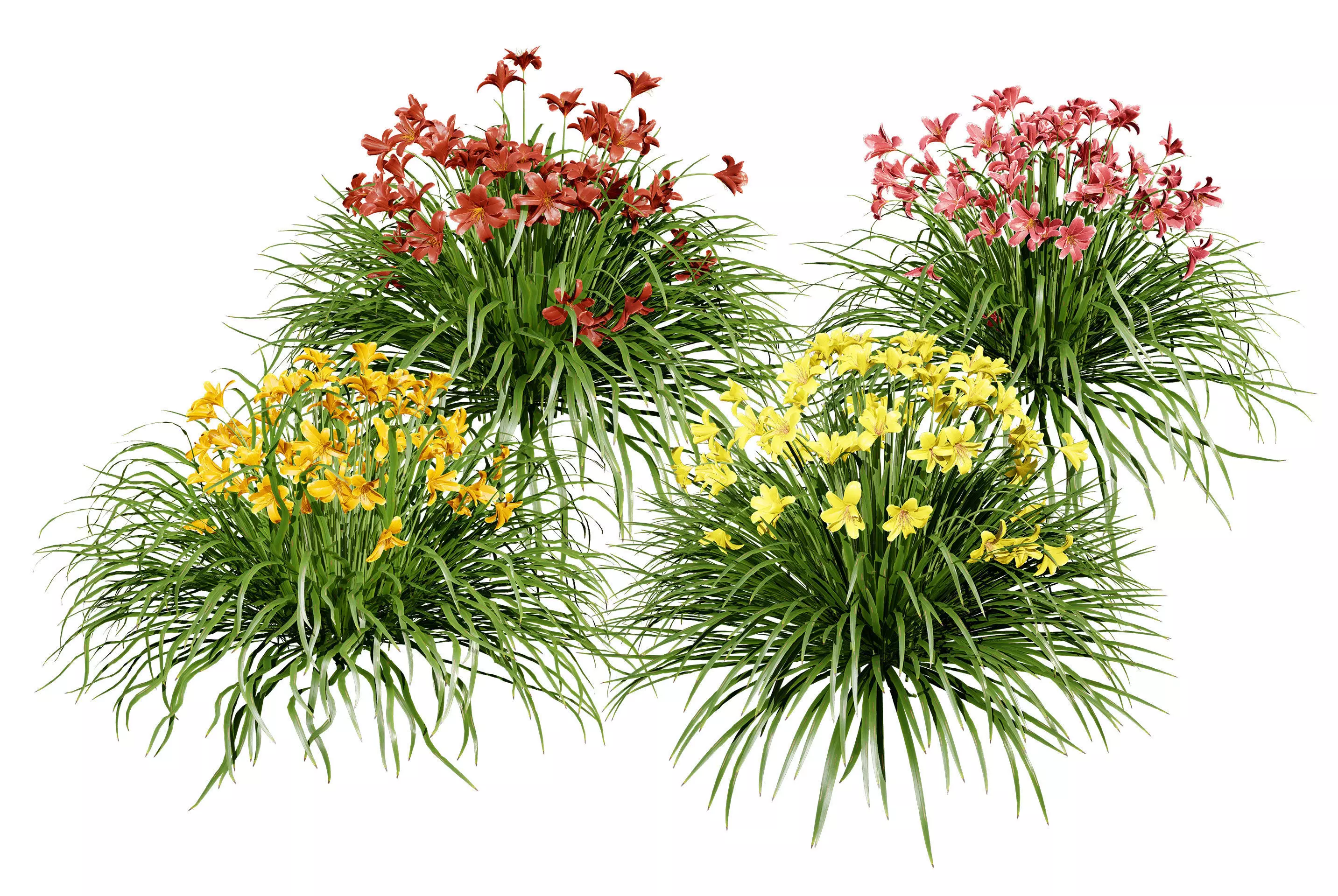 Happy Returns Daylily Color mix flowers with free 3d tutorial Low-poly 3D model_0