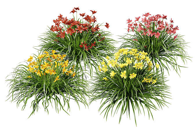 Happy Returns Daylily Color mix flowers with free 3d tutorial Low-poly 3D model