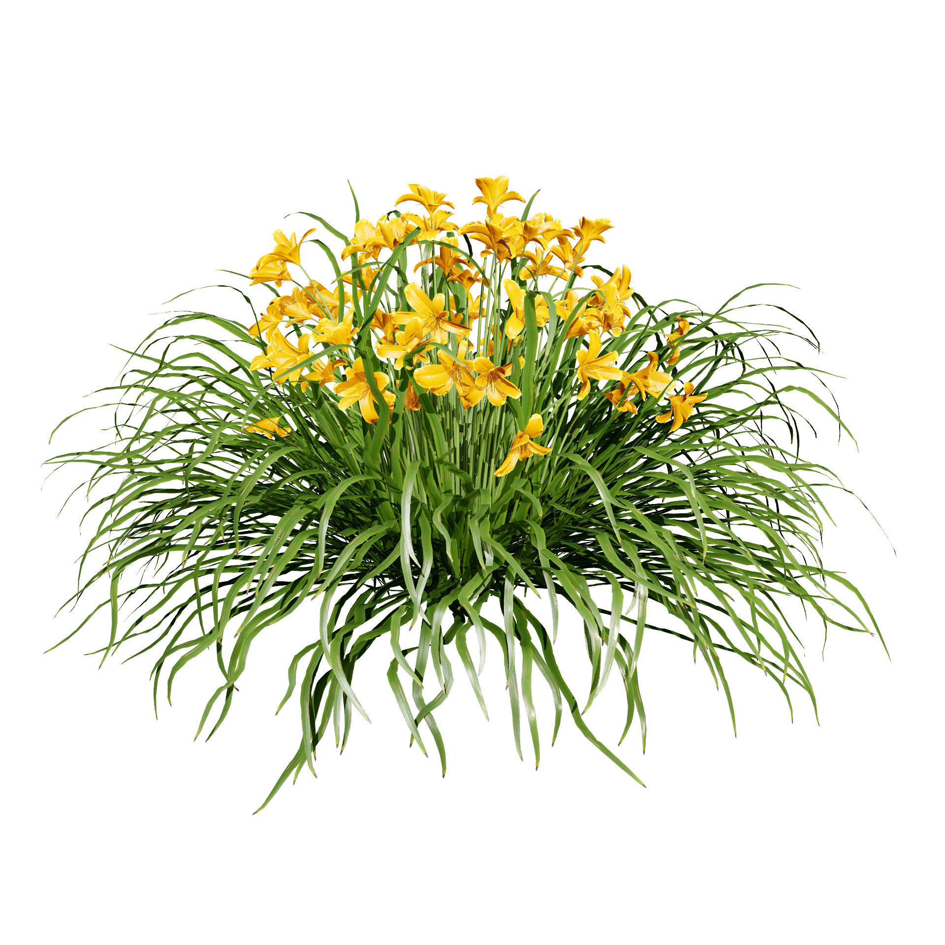 Happy Returns Daylily Color mix flowers with free 3d tutorial Low-poly 3D model_5