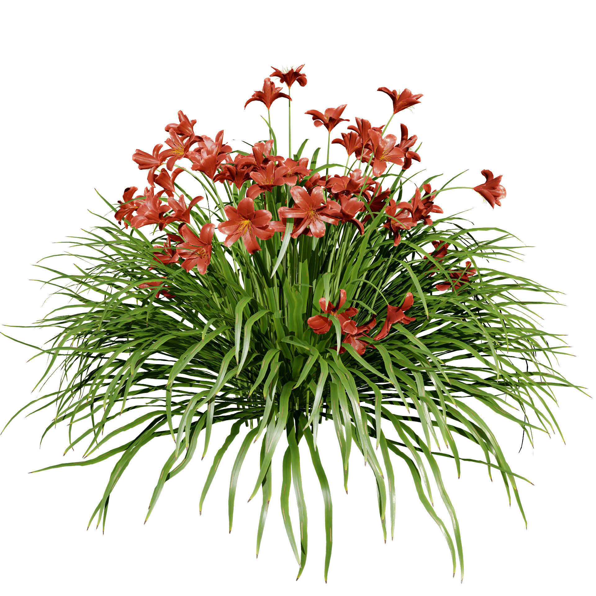 Happy Returns Daylily Color mix flowers with free 3d tutorial Low-poly 3D model_9