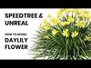 Happy Returns Daylily Color mix flowers with free 3d tutorial Low-poly 3D model_1