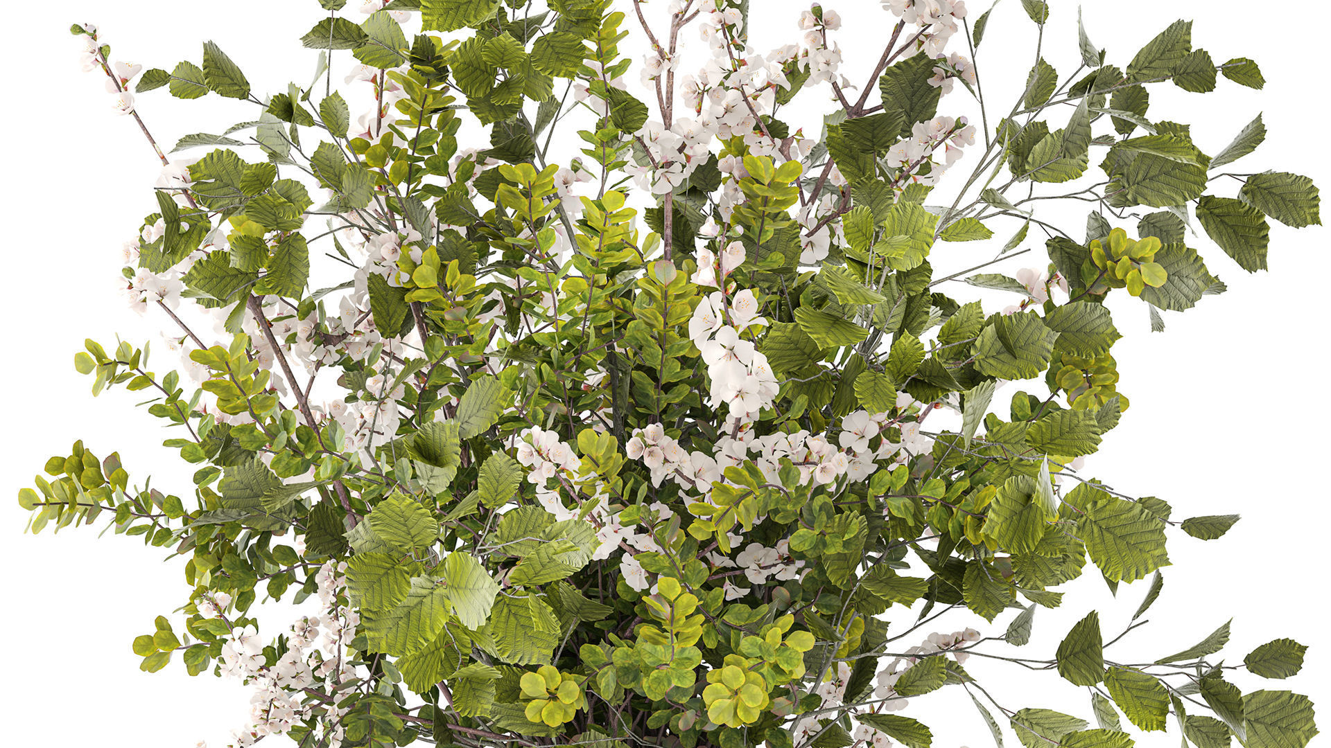 Bouquet of cherry blossom branches with green leaves in a vase  3D model_2