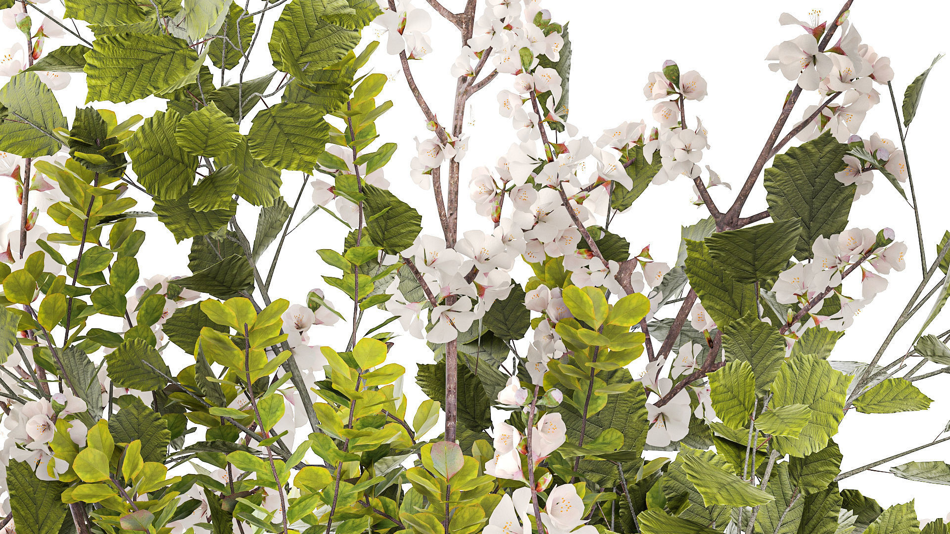 Bouquet of cherry blossom branches with green leaves in a vase  3D model_6