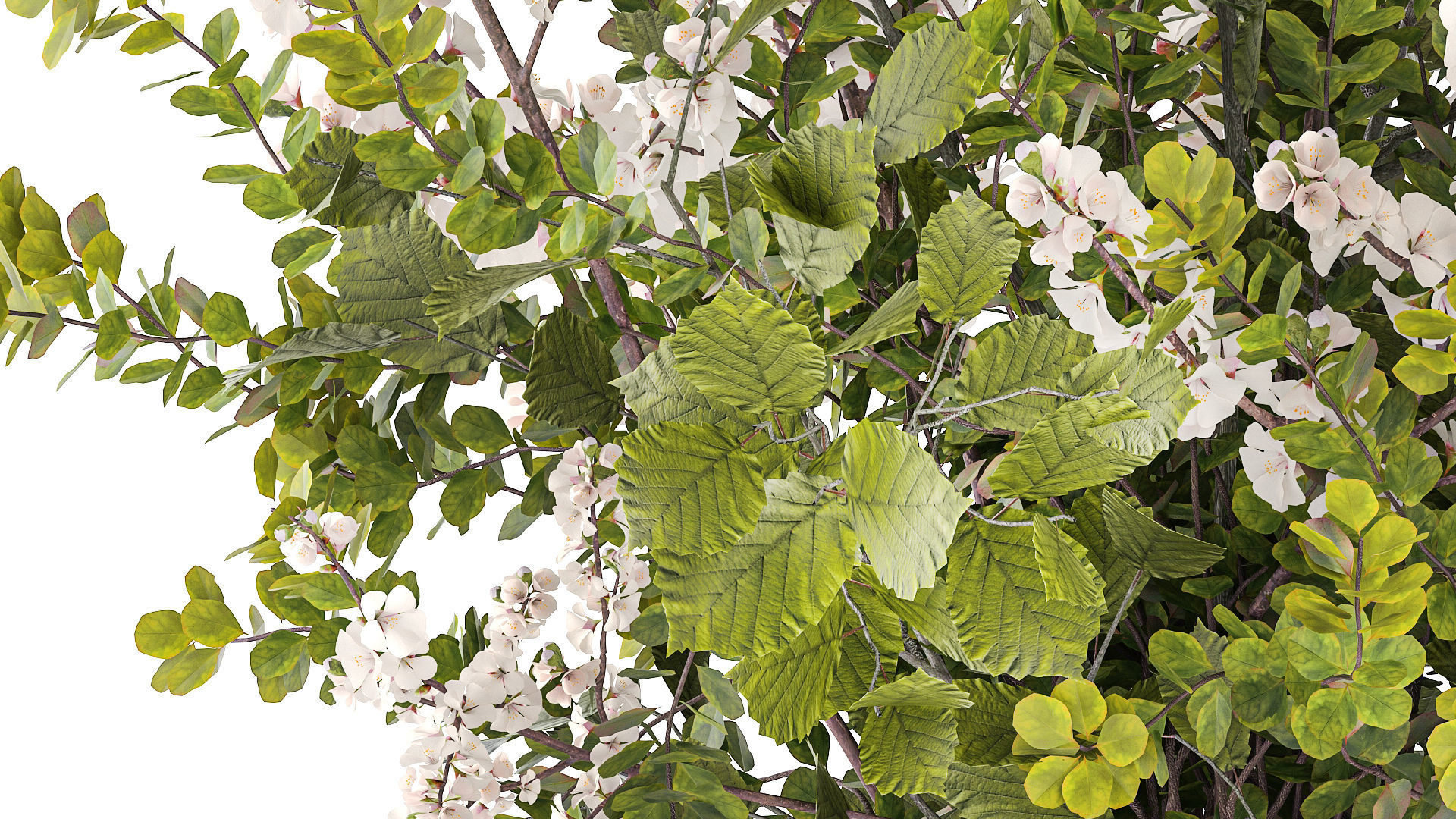 Bouquet of cherry blossom branches with green leaves in a vase  3D model_5