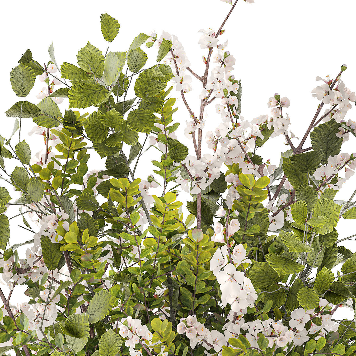 Bouquet of cherry blossom branches with green leaves in a vase  3D model_9