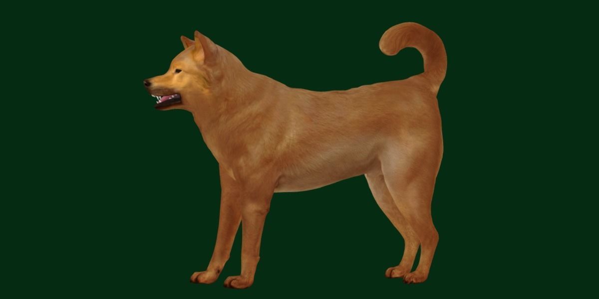 Ainu Dog Breed 3D model_12