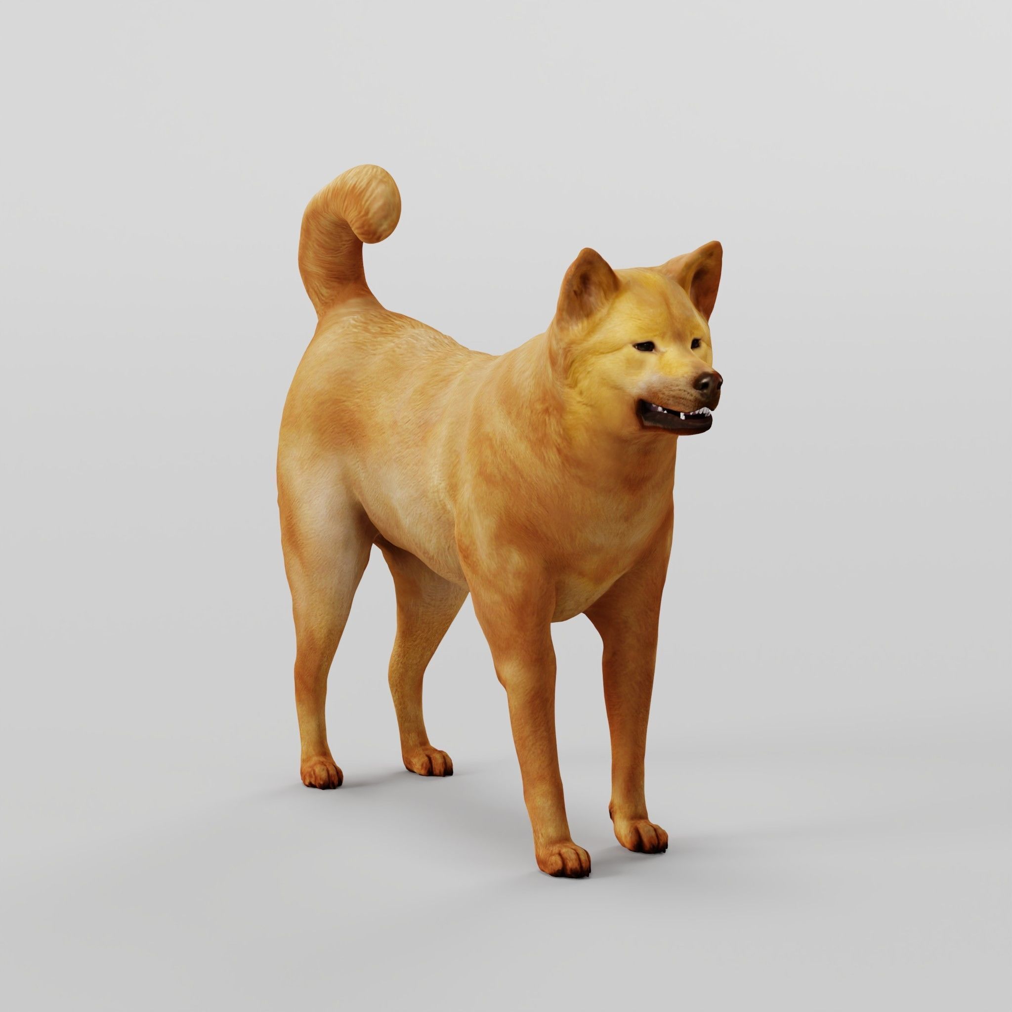 Ainu Dog Breed 3D model_23