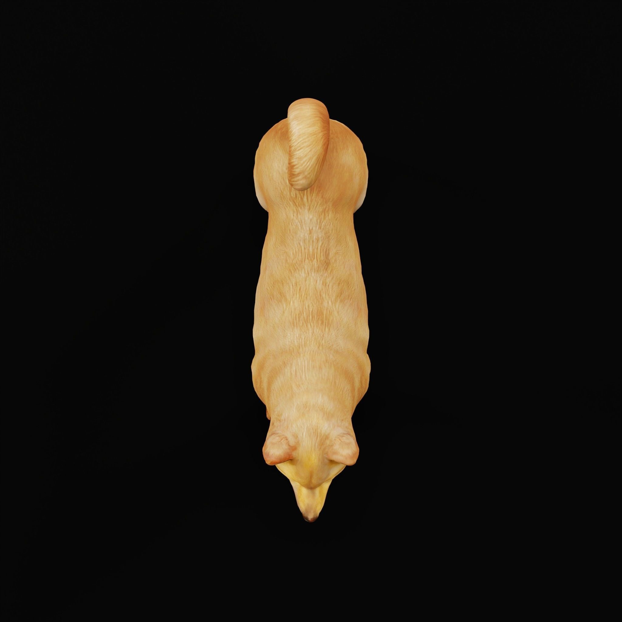 Ainu Dog Breed 3D model_22