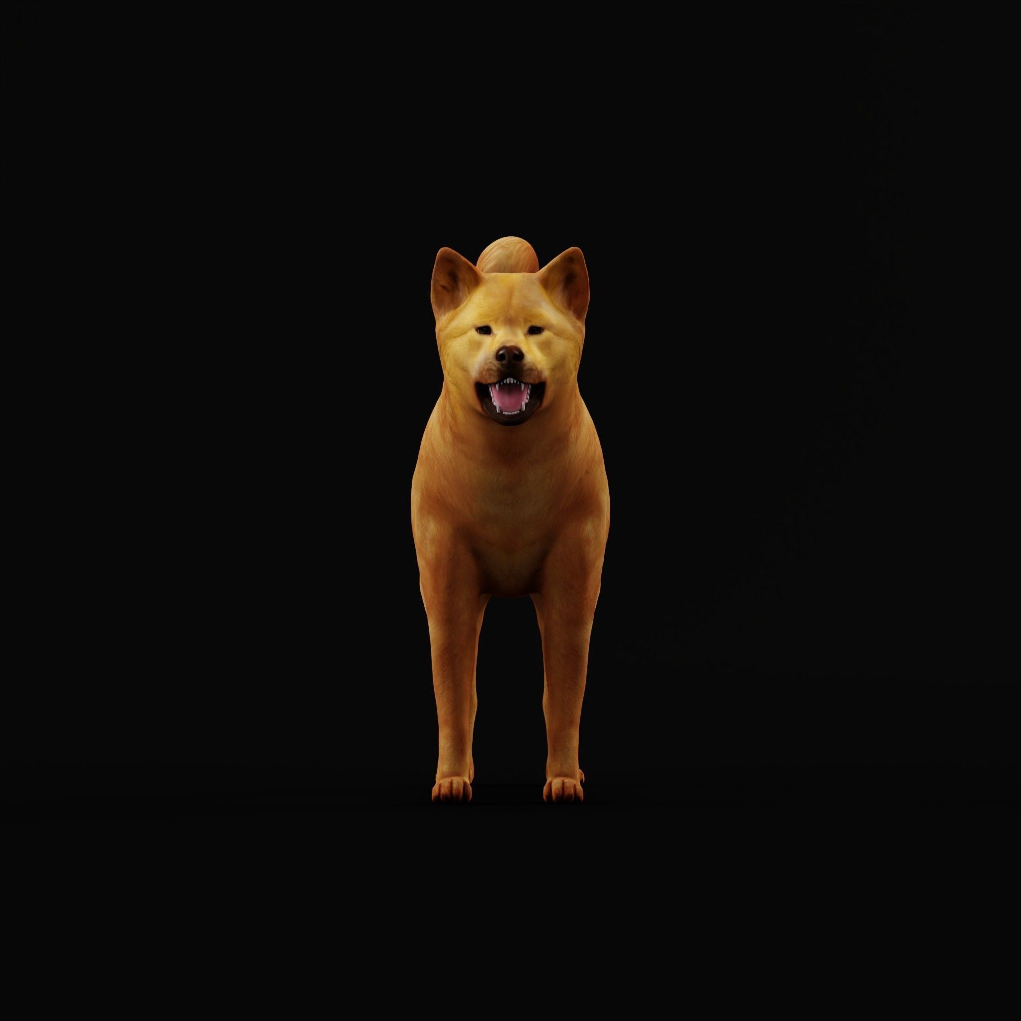 Ainu Dog Breed 3D model_20