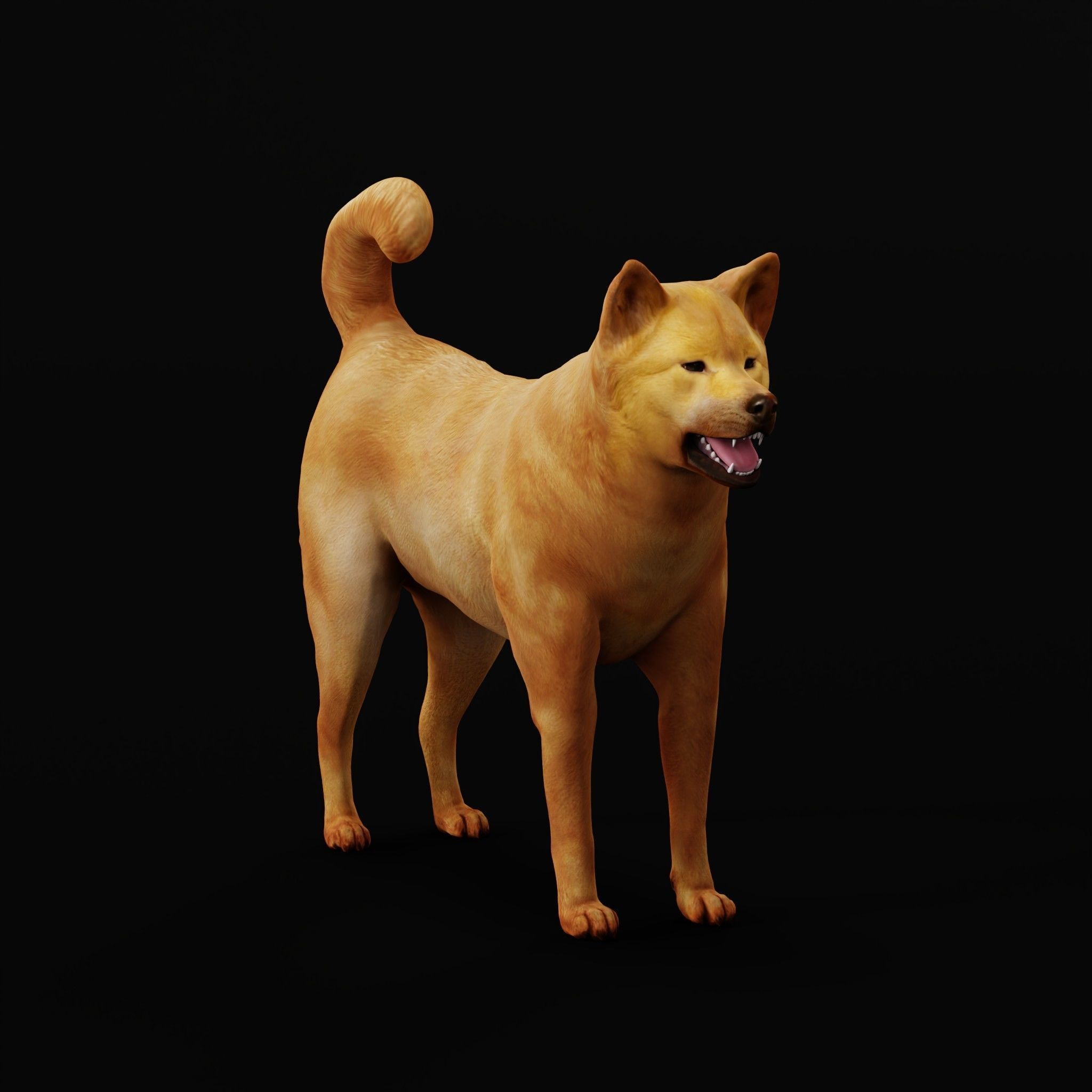 Ainu Dog Breed 3D model_19