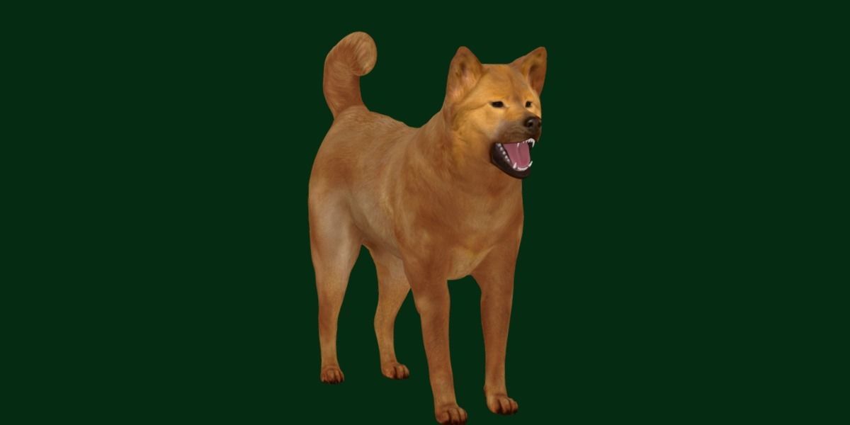 Ainu Dog Breed 3D model_13
