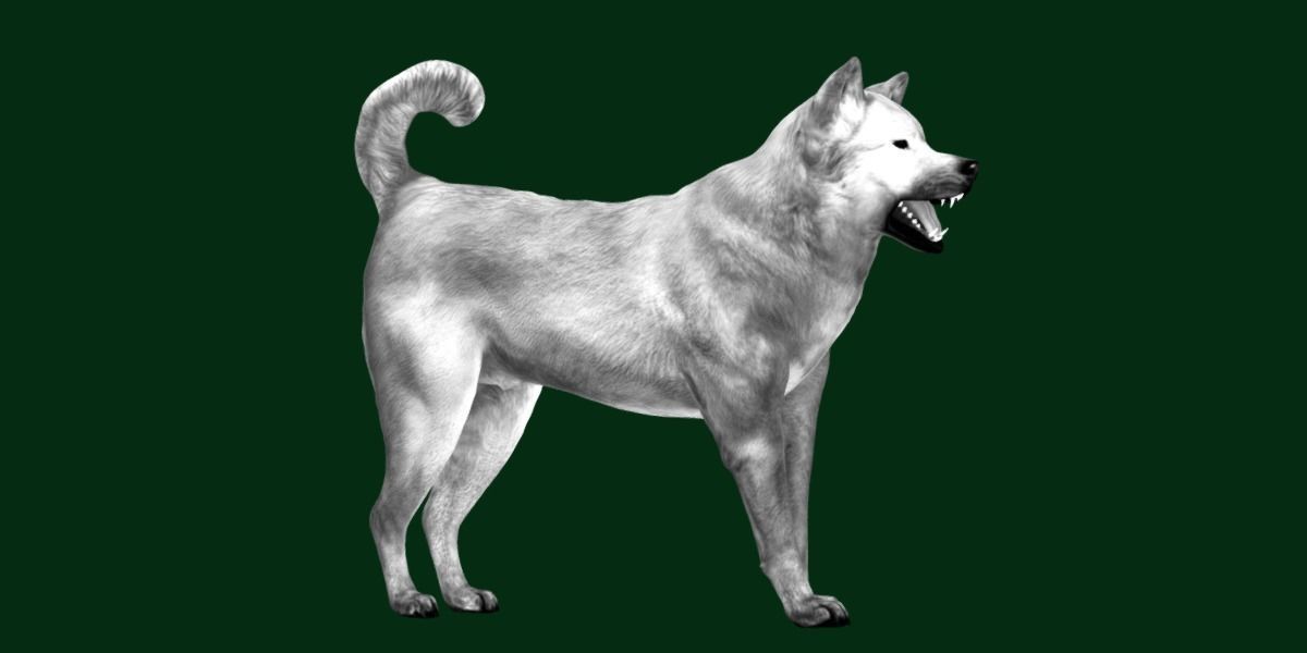 Ainu Dog Breed 3D model_15