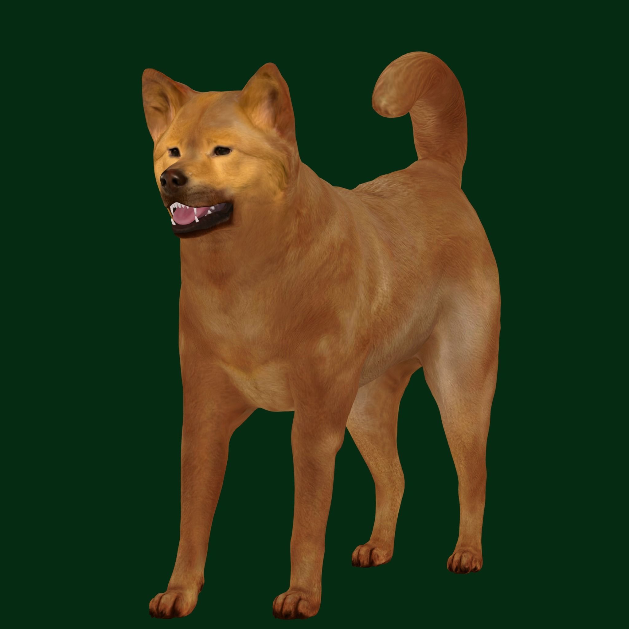 Ainu Dog Breed 3D model_8