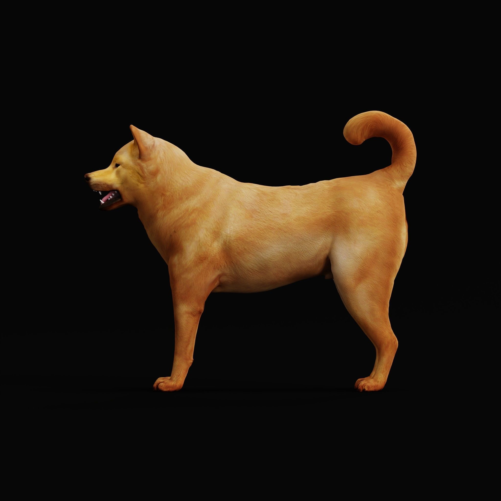 Ainu Dog Breed 3D model_21