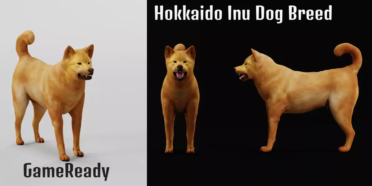 Ainu Dog Breed 3D model_0