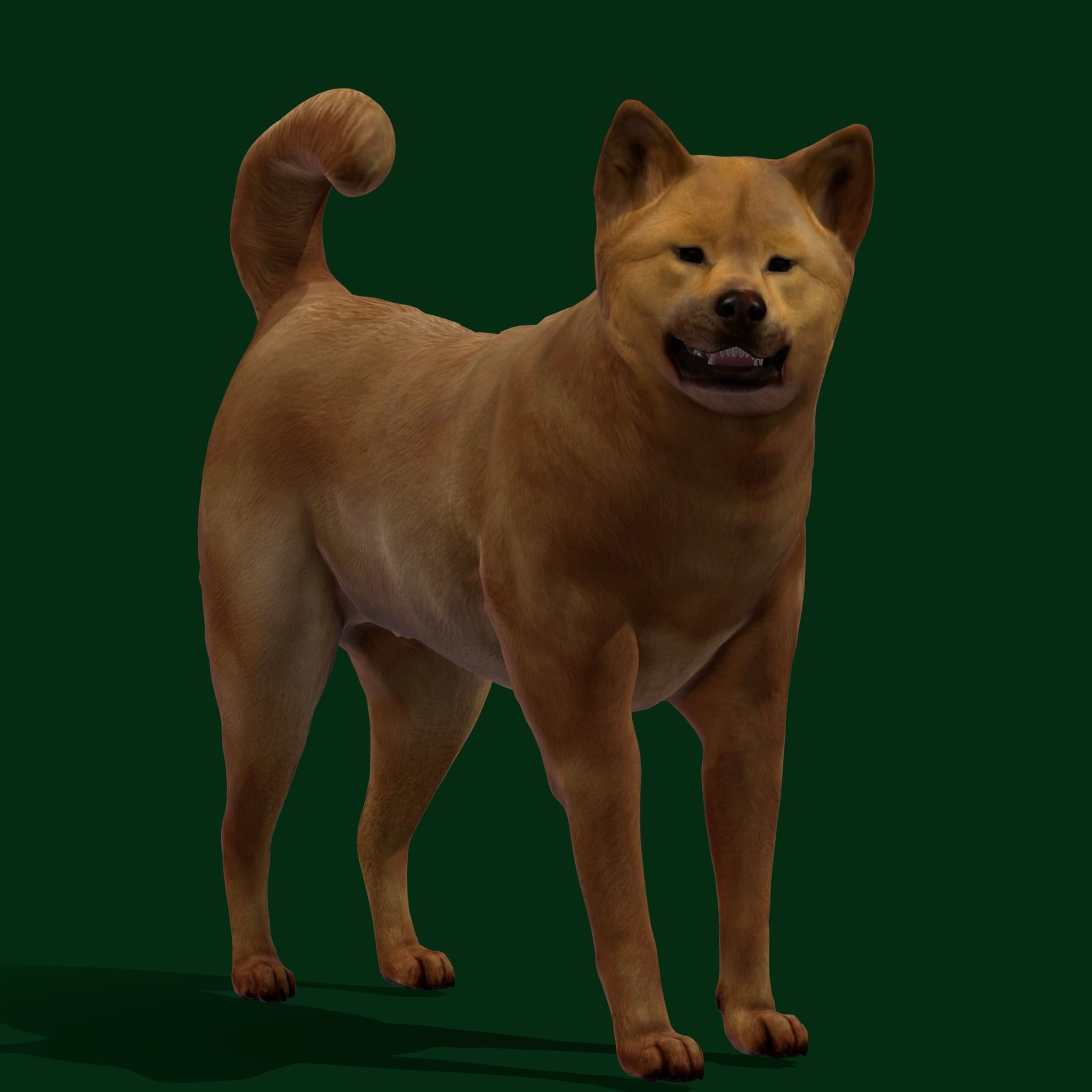 Ainu Dog Breed 3D model_9