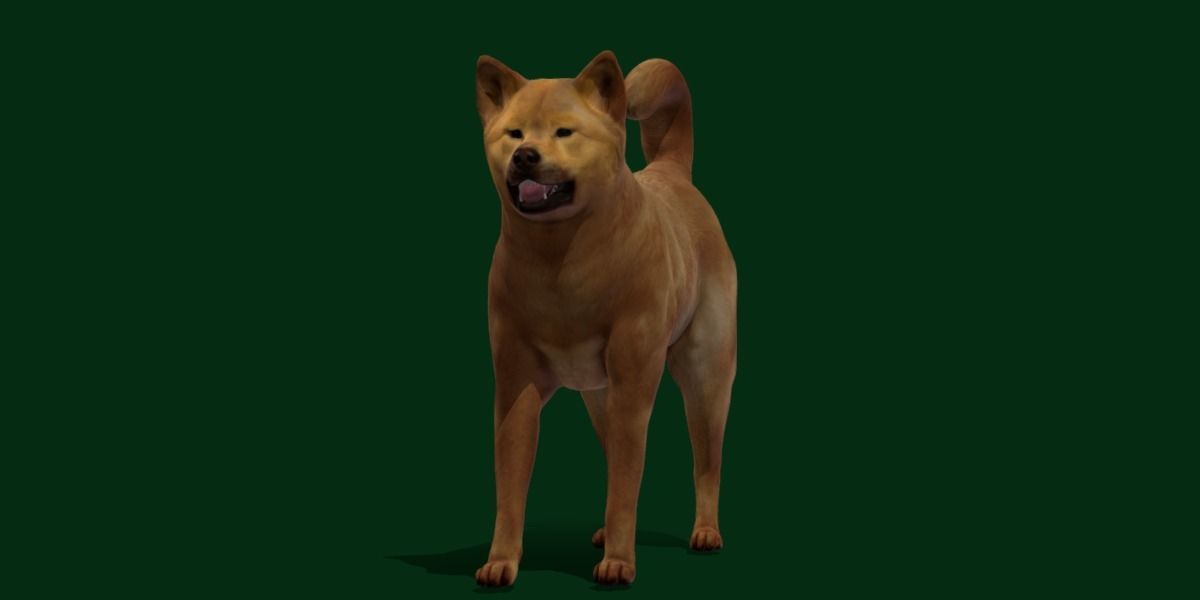 Ainu Dog Breed 3D model_2