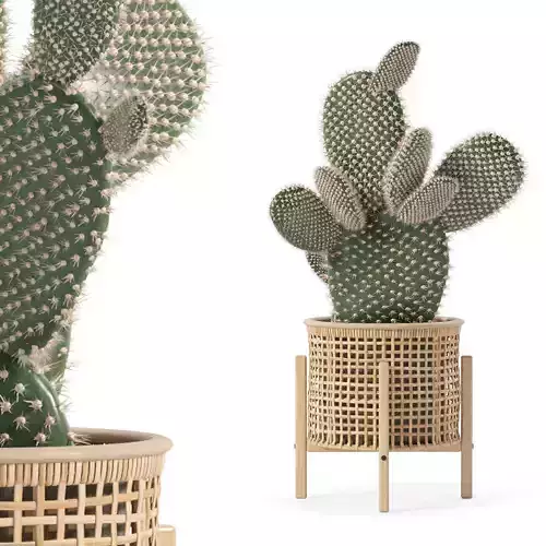 Opuntia microdasys in wooden flower pot