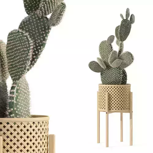 Opuntia microdasys in wooden flower pot
