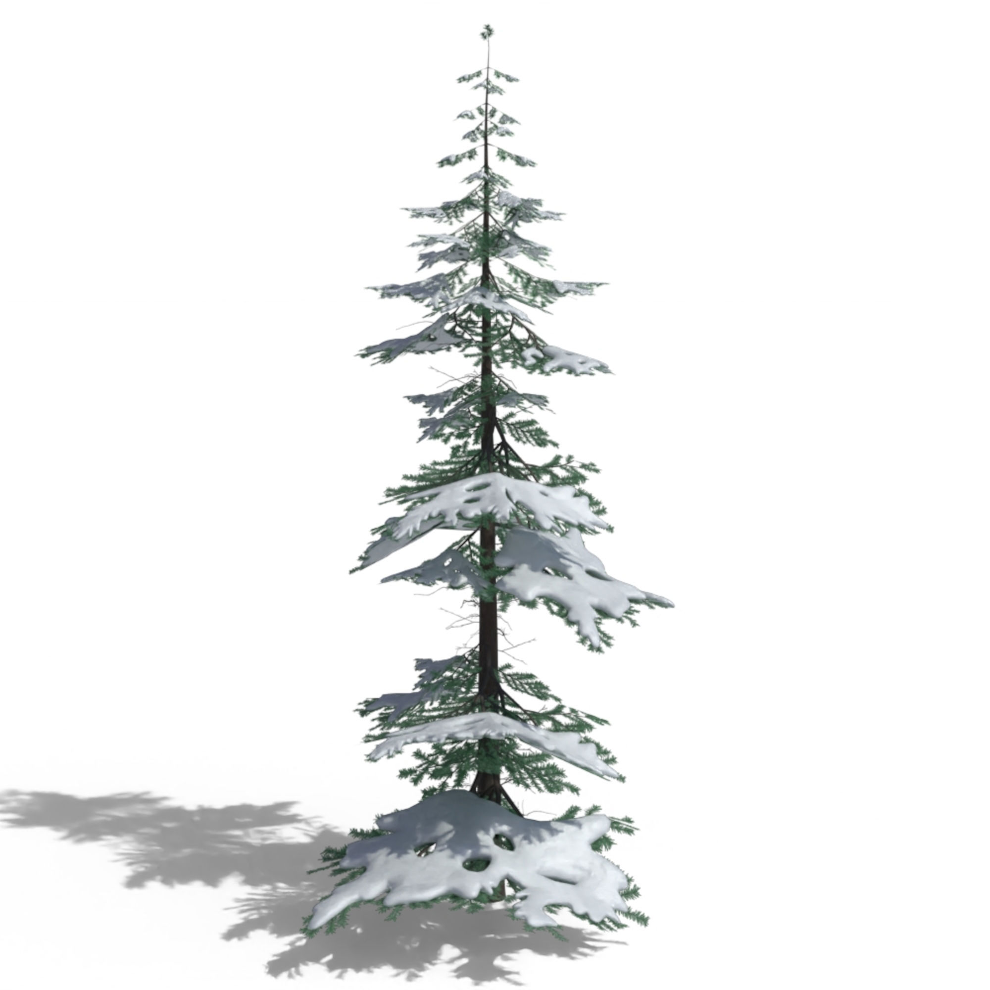 Low Poly Snowy Spruce Tree Pack Low-poly 3D model_13