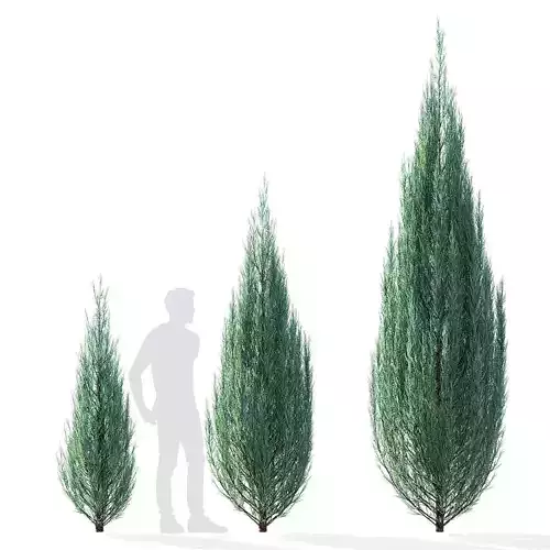 Juniperus scopulorum