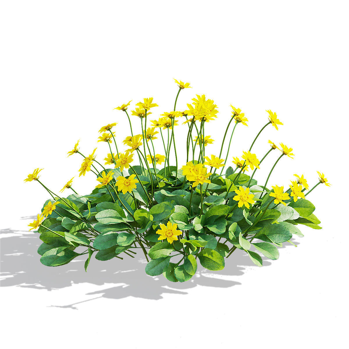 Coreopsis auriculata nana flower 3D model_8