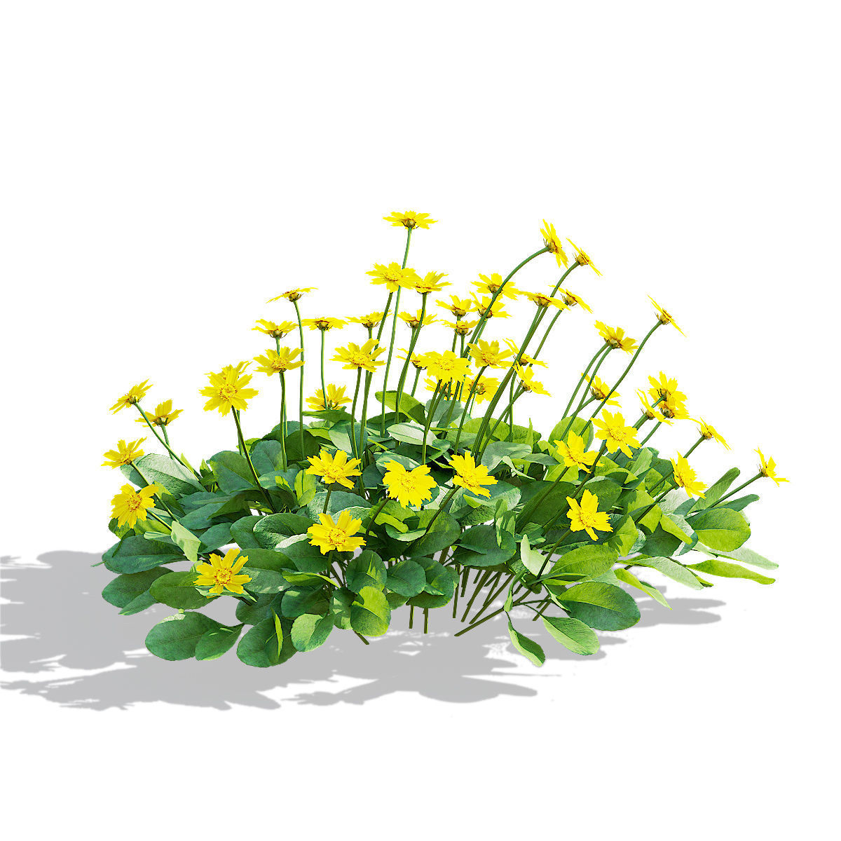 Coreopsis auriculata nana flower 3D model_7