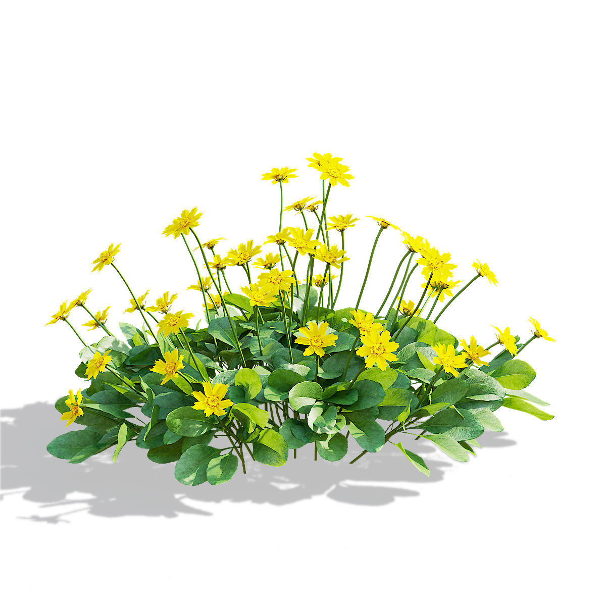 Coreopsis auriculata nana flower 3D model_10
