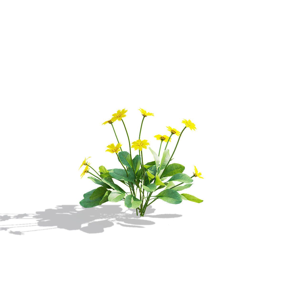 Coreopsis auriculata nana flower 3D model_6