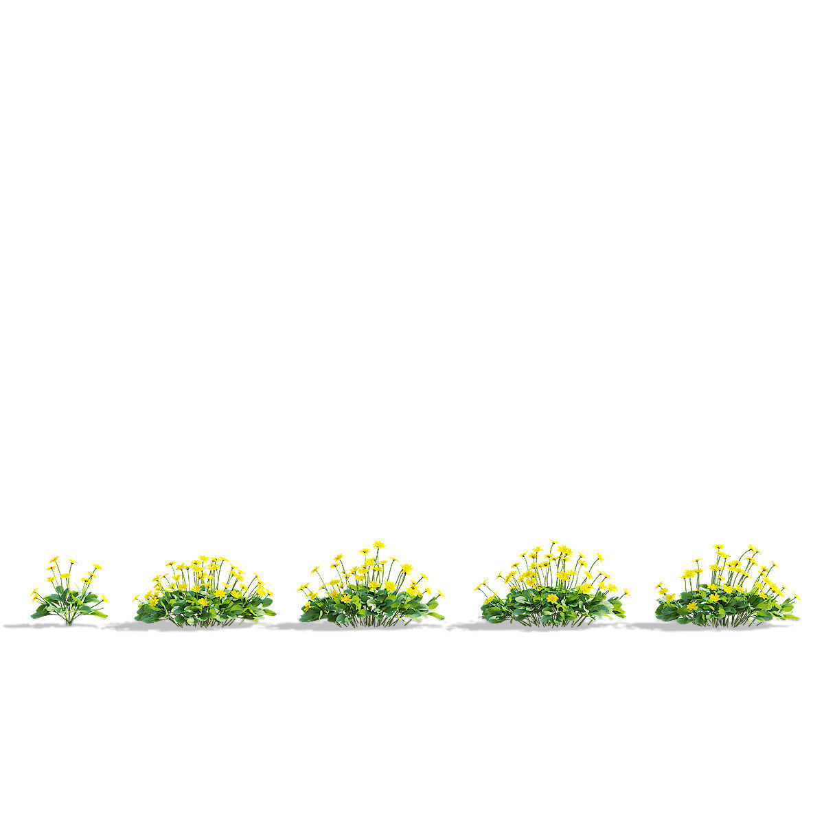 Coreopsis auriculata nana flower 3D model_5