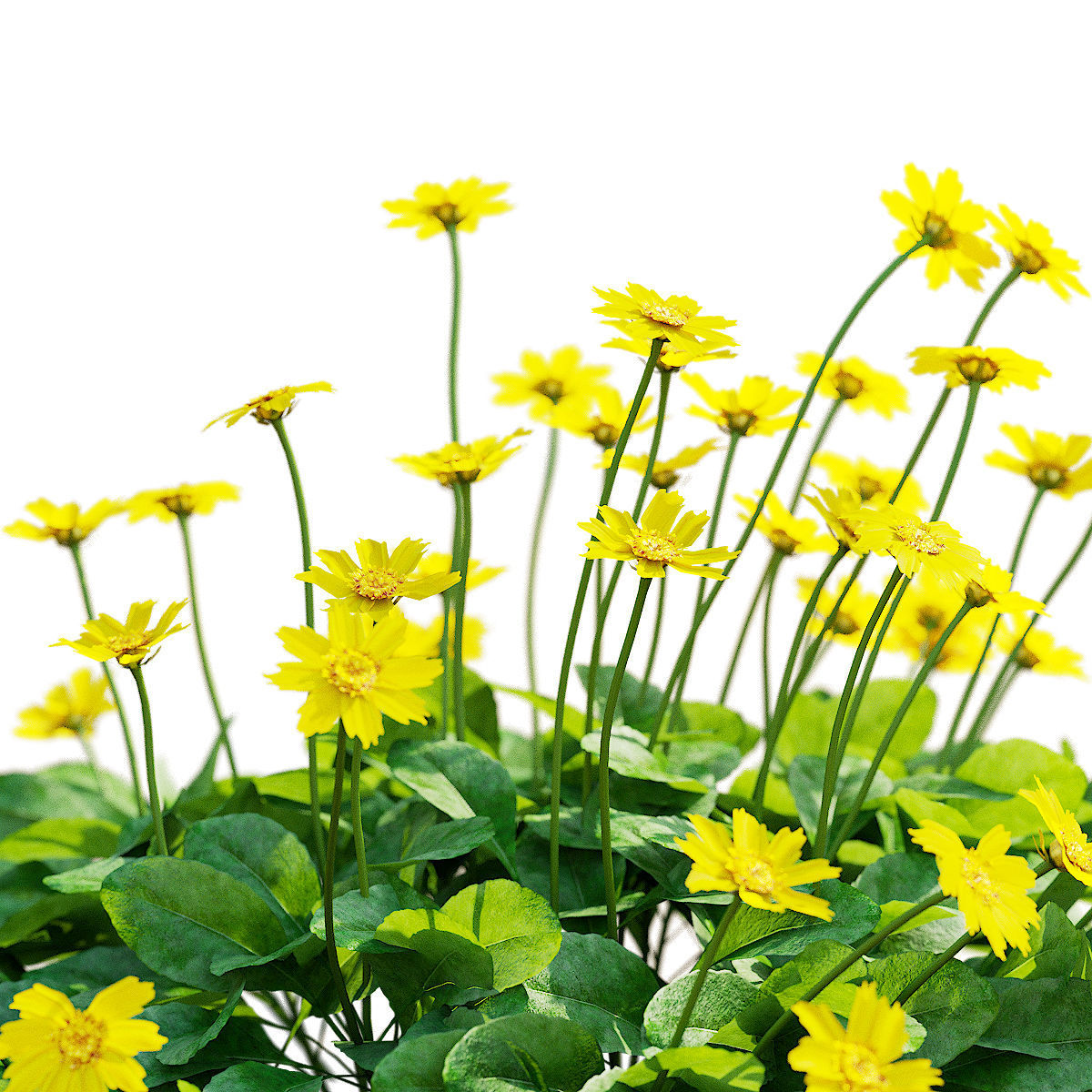 Coreopsis auriculata nana flower 3D model_1