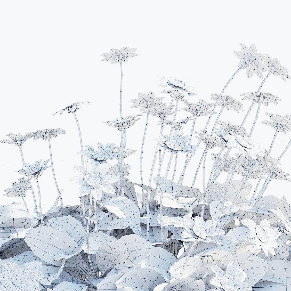 Coreopsis auriculata nana flower 3D model_4