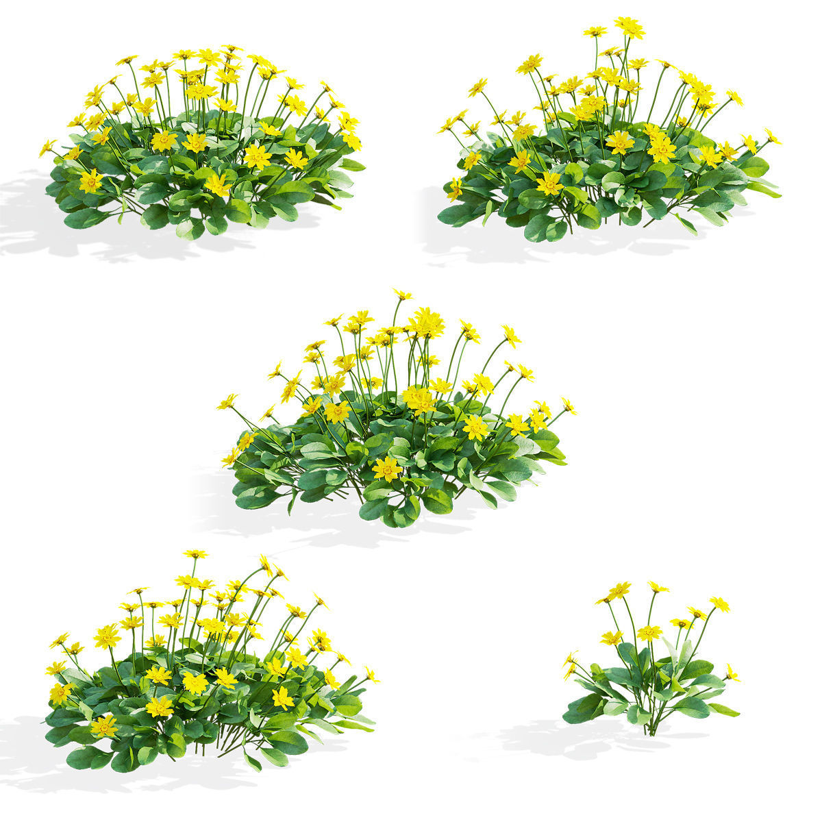 Coreopsis auriculata nana flower 3D model_2
